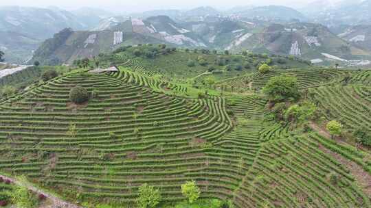 航拍高山生态茶园茶山