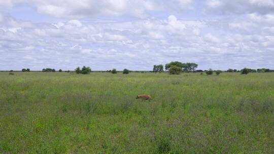 草地上行走的鬣狗