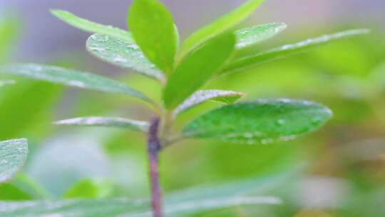 城市下暴雨下雨天雨水雨滴植物树叶子草木雨