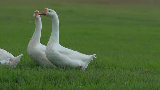 家禽大白鹅升格视频乡下绿色草地觅食白鹅视频素材模板下载
