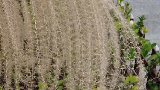 秋天芦苇植物实拍