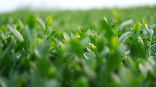 安溪茶园茶树茶叶特写绿色植物风景自然生态