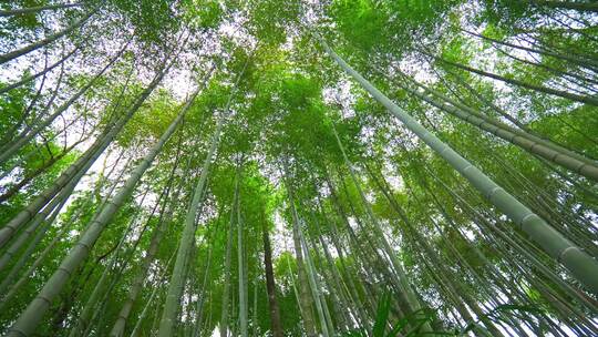 美丽的生态竹海竹林竹子参天竹林