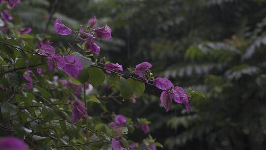 下雨时的花朵