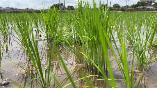 三农蓝天白云阳光下的水田秧苗