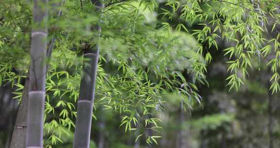 唯美竹林竹海竹叶禅意韵味自然植物