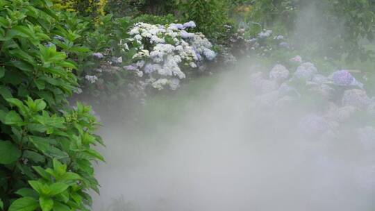 【精品】绣球花花语绿植园艺园林