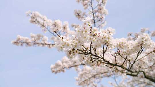 樱桃，开花，日本，春天