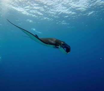 海洋生物 潜水 海底世界 蝠鲼 manta