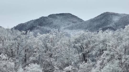 航拍湖北神农架原始森林群山冬季雪景雪松