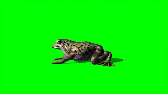 绿幕-动物-青蛙呆望