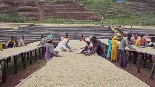 埃塞俄比亚咖啡种植园劳工手工晾晒