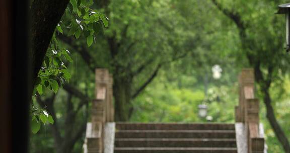 江南初夏下雨雨滴树叶空镜