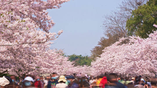 中山公园樱花人流延时固定日景8k