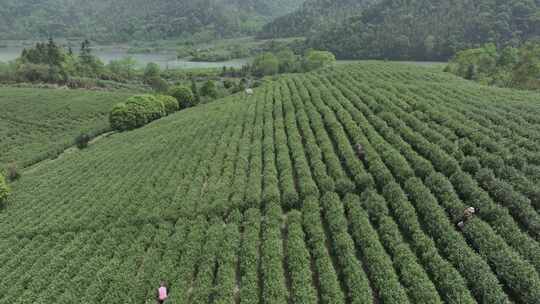 茶山茶园航拍