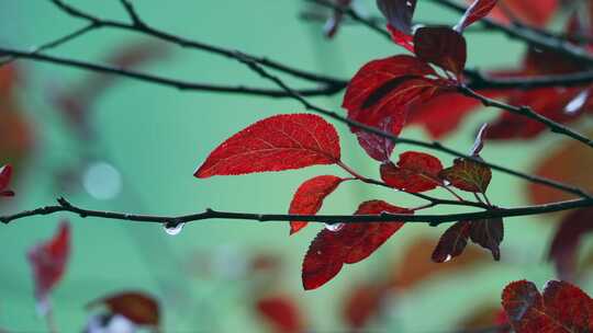 秋雨红叶树木枝叶风景视频素材模板下载