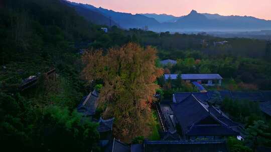 西安古观音禅寺千年银杏树