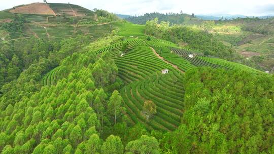 航拍茶山茶园