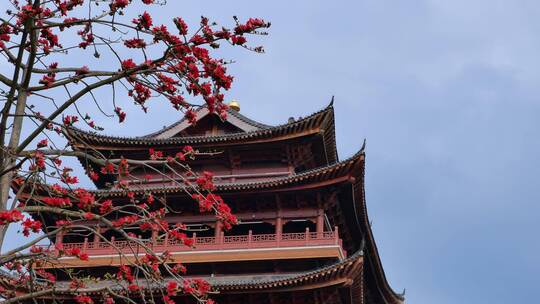 春风中摇曳的木棉花