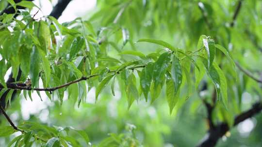 雨水打在绿色树叶上的唯美