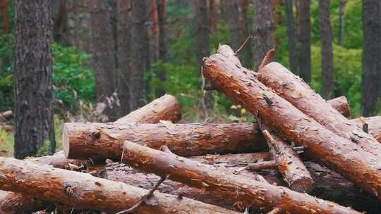 森林中砍伐的树干折叠成一堆的原木