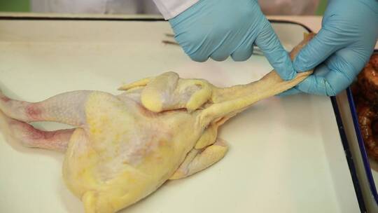 禽类鸡肉白羽鸡皮下淋巴腺视频素材模板下载
