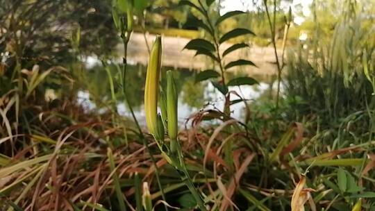 黄花菜花蕾