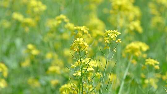 春天盛开的黄色油菜花与采蜜蜜蜂满画幅特写