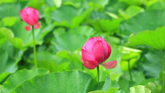 成都望丛祠夏日荷花盛开实拍素材