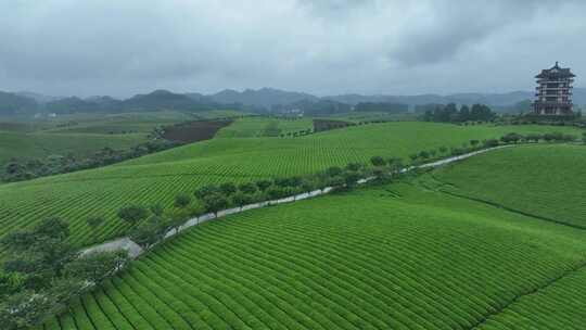 航拍贵州遵义湄潭茶园茶场春季雨后风景