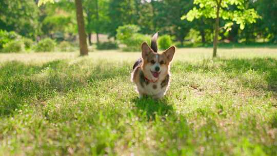 柯基犬，狗，宠物，犬