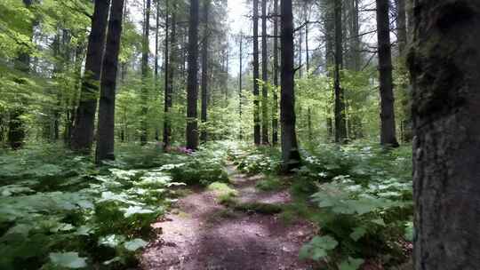 森林中的林间小道