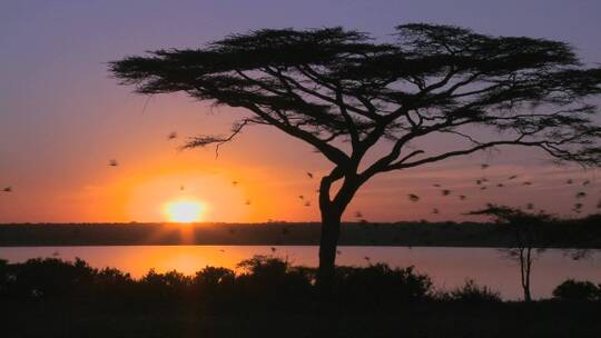 鸟儿飞过非洲平原