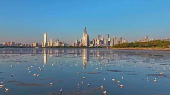 深圳湾公园候鸟