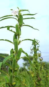 农村种植芝麻作物4k视频有机芝麻