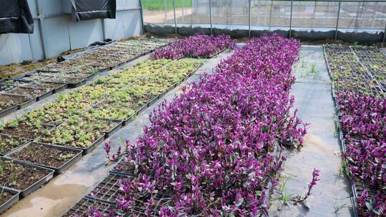 花卉种植花园种植植物园宝塔多肉养殖基地