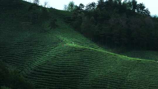 航拍茶园茶山风光