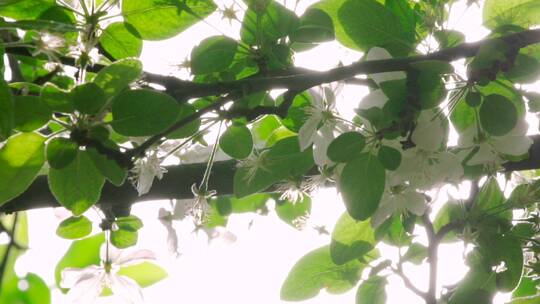 正午的阳光穿过茂密的海棠花树丛视频素材模板下载
