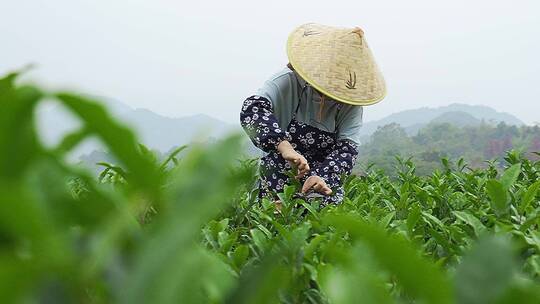 原创慢动作美丽乡村茶园采茶