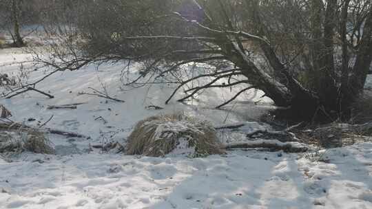 雪，森林，梁，布什