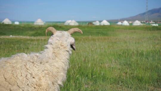 牧场上羊和蒙古包