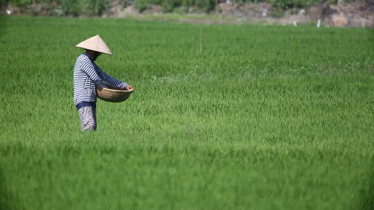 越南农民收获大米