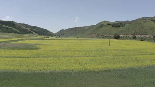 航拍内蒙古呼和浩特新城区大片油菜花田