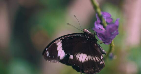 蝴蝶趴在紫色花朵上