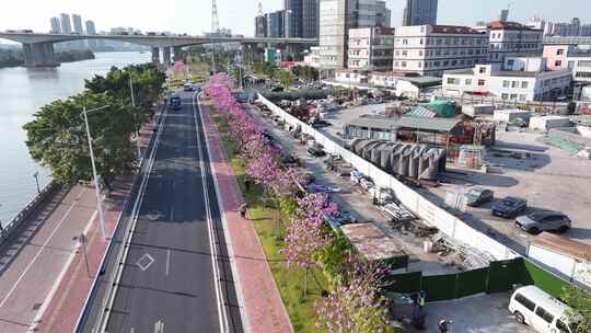 中国广东省广州市海珠区瑞宝街道紫花风铃木