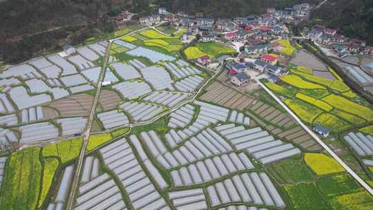 美丽乡村田园油菜花大棚种植蔬菜农场