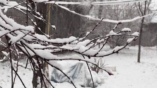 【镜头合集】鹅毛大雪雪景树枝上的积雪