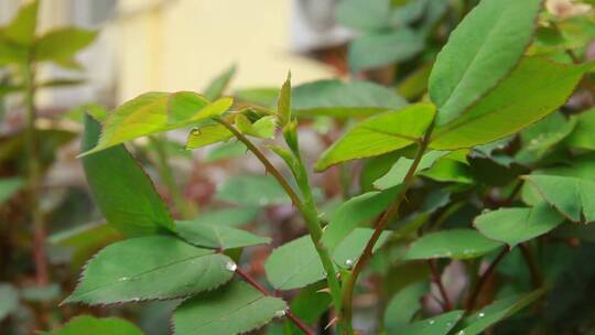 春季植物发芽绿叶叶子