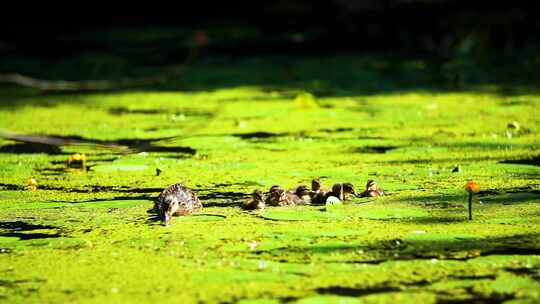 鸭妈妈带一群小鸭子在池塘中觅食寻找视频素材模板下载