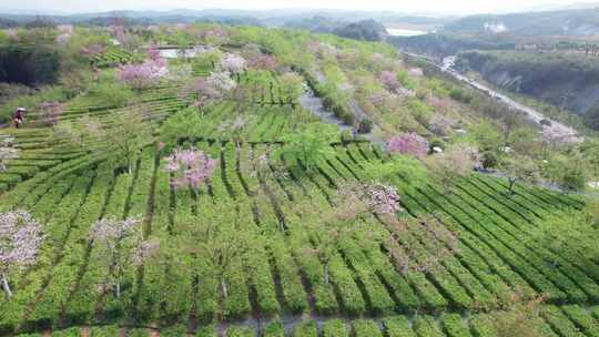 湖南省郴州市高椅岭樱花茶园4k航拍风光